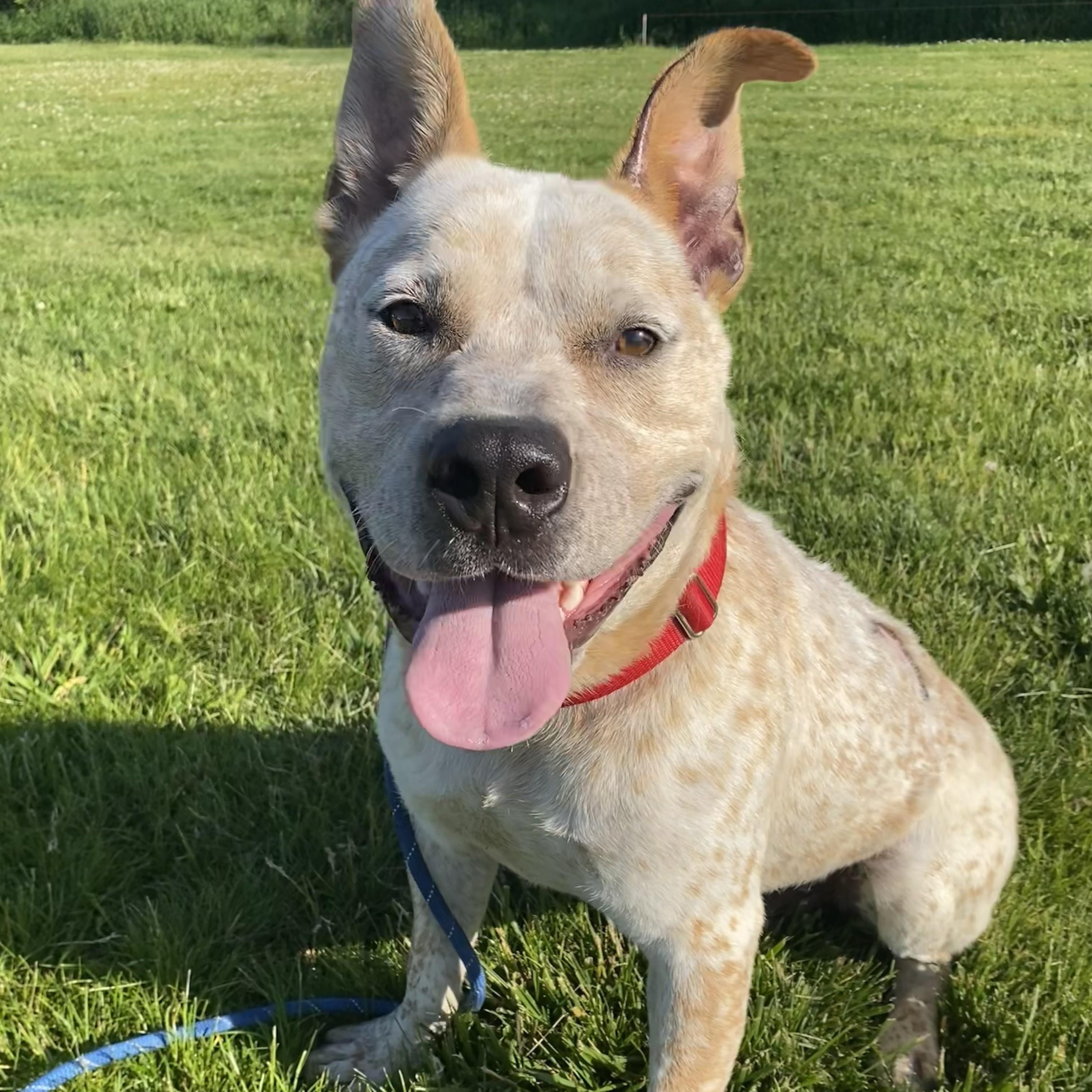 Felix, a ADOPTABLE mixed breed in Allegan, MI image 1/6