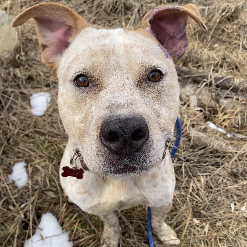 Felix, ADOPTABLE, Adult Male Australian Cattle Dog / Blue Heeler & Pit Bull Terrier.