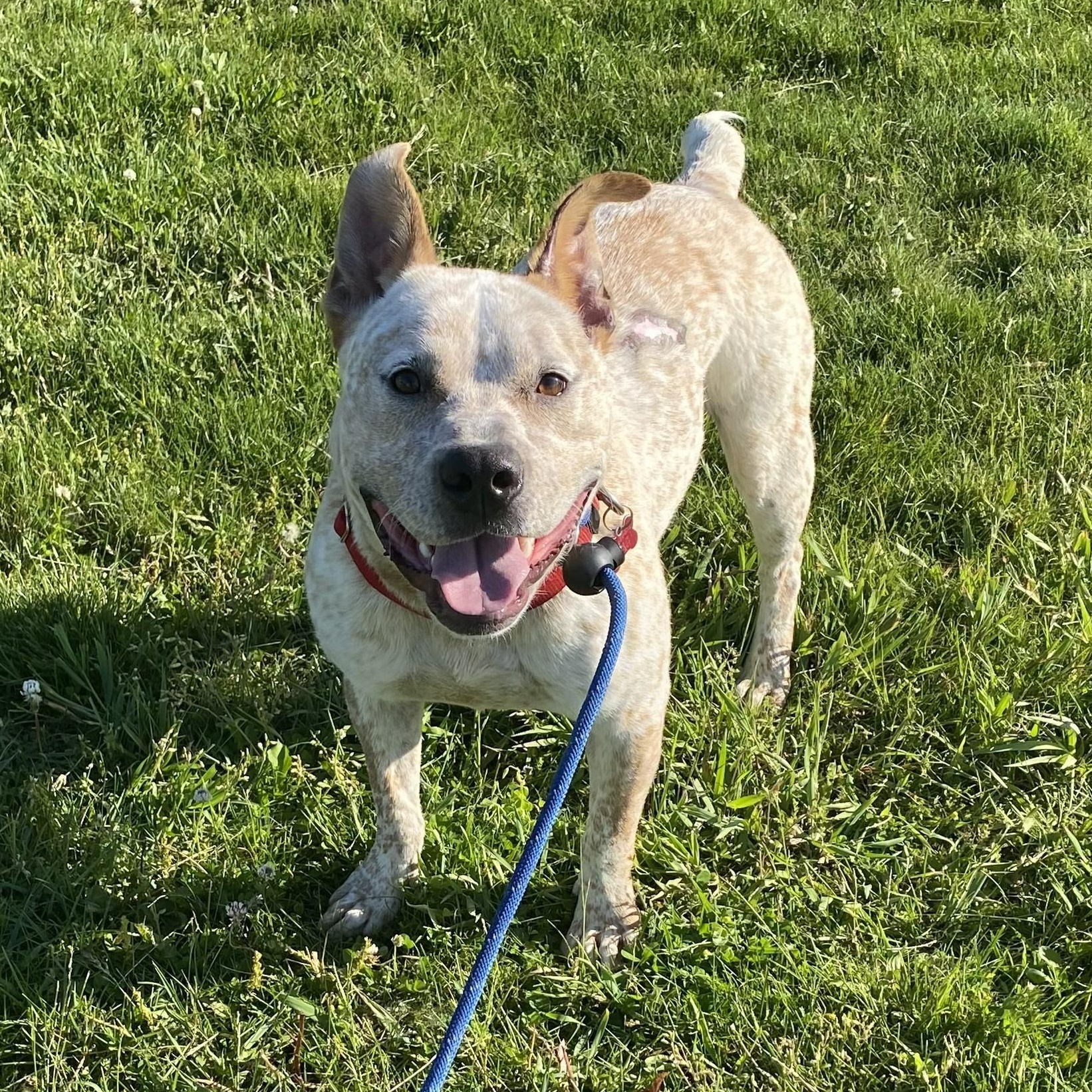 Felix, a ADOPTABLE mixed breed in Allegan, MI image 6/6
