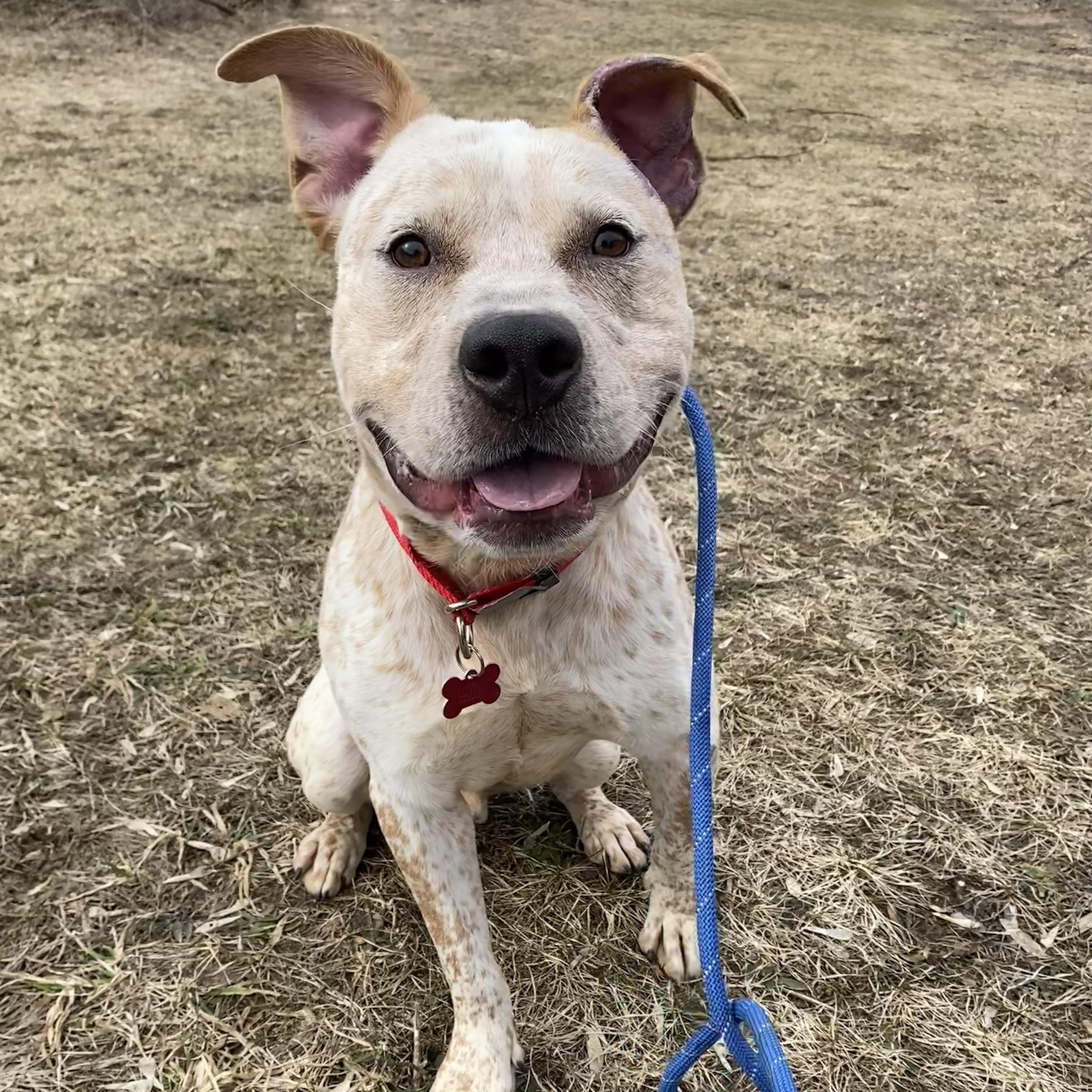 Enlarge Felix, a ADOPTABLE mixed breed in Allegan, MI image 5/6