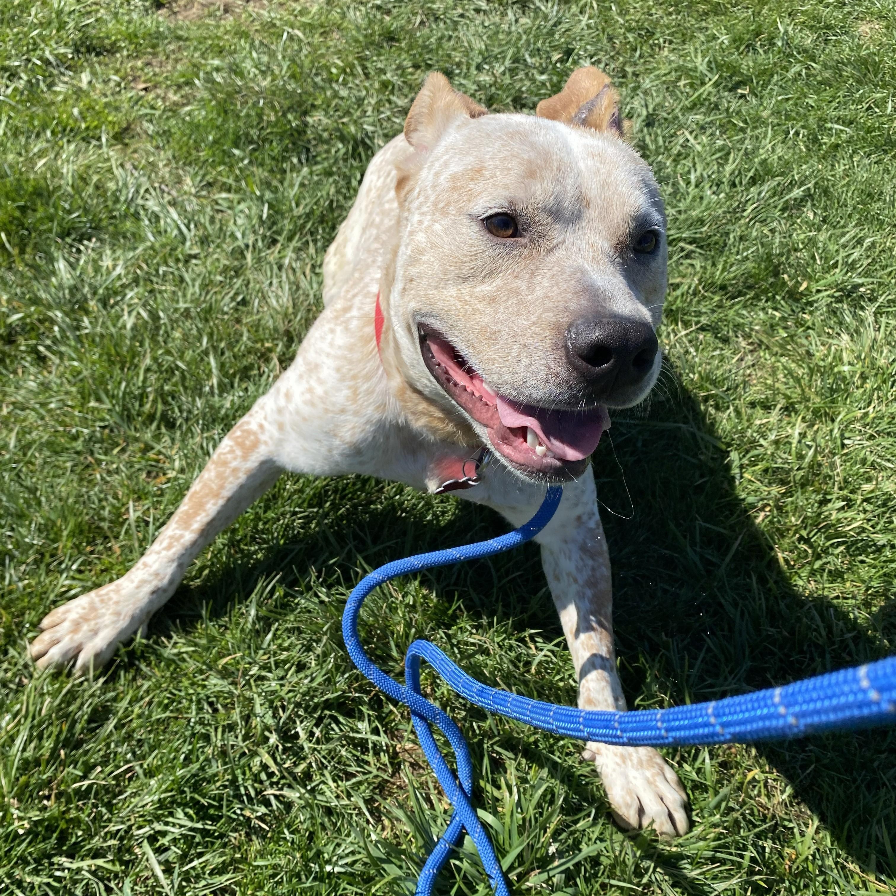 Enlarge Felix, a ADOPTABLE mixed breed in Allegan, MI image 2/6
