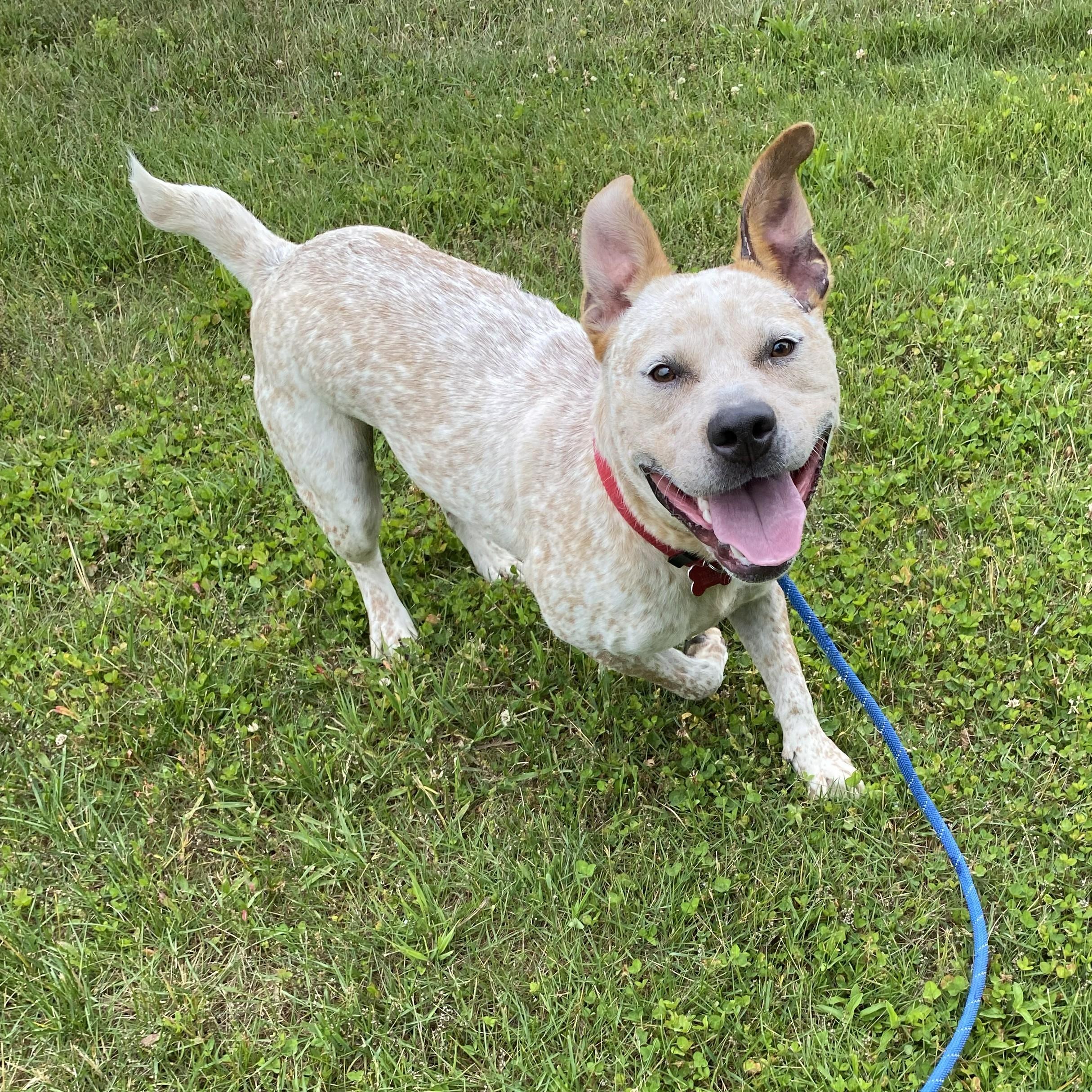 Felix, a ADOPTABLE mixed breed in Allegan, MI image 4/6