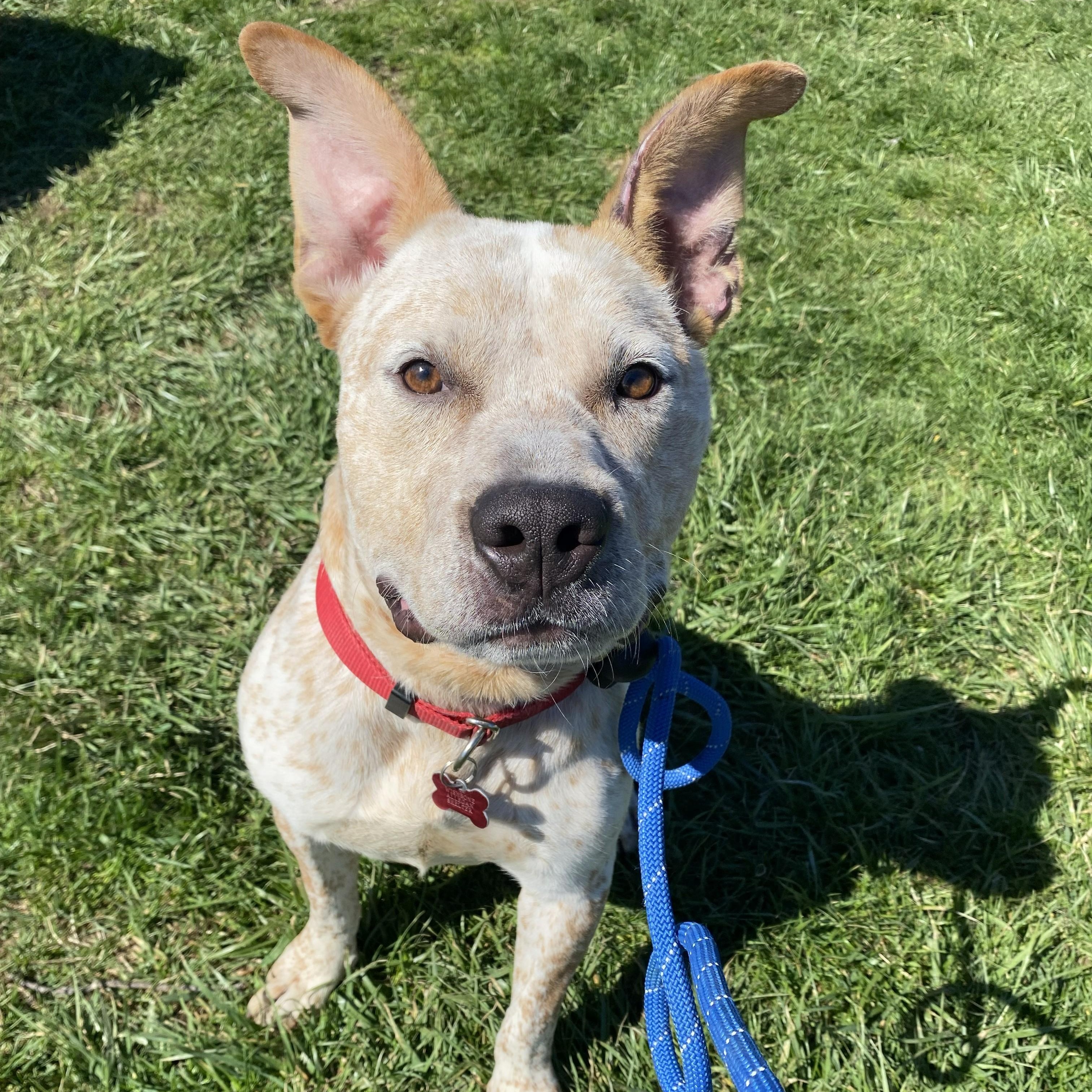 Enlarge Felix, a ADOPTABLE mixed breed in Allegan, MI image 6/6