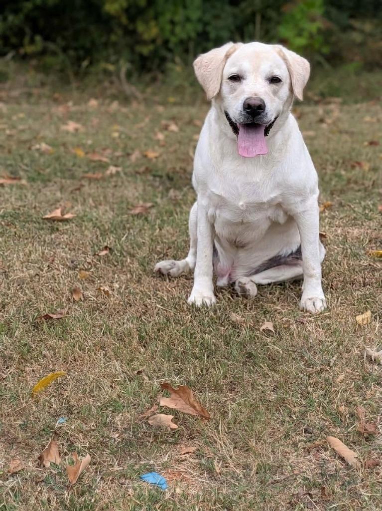 Bailey, Adoptable, Adult Male Labrador Retriever.