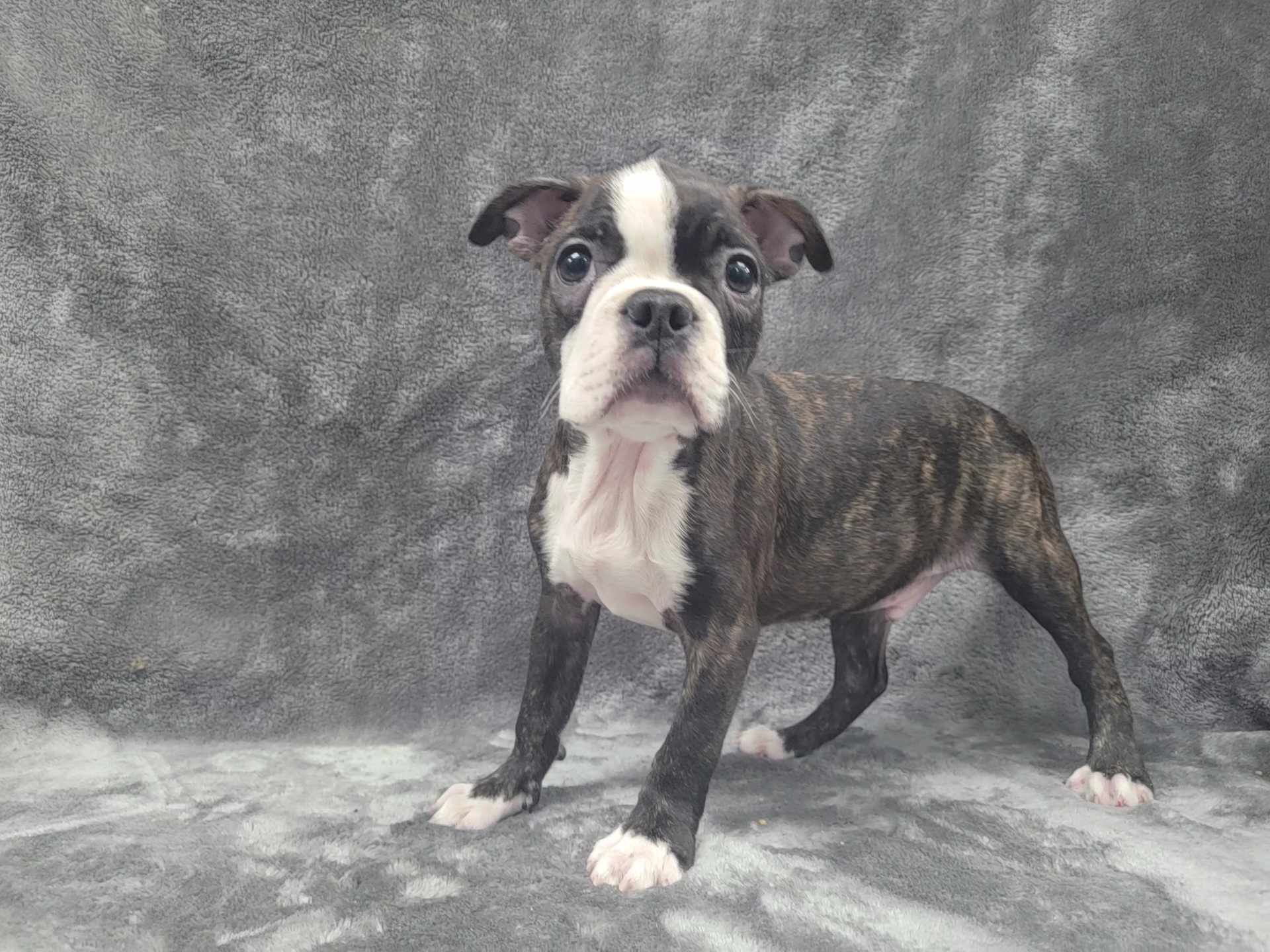 Rocky, Baby Male unknown