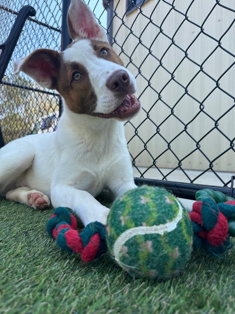 Ajax, Adoptable, Puppy Male Mixed Breed.