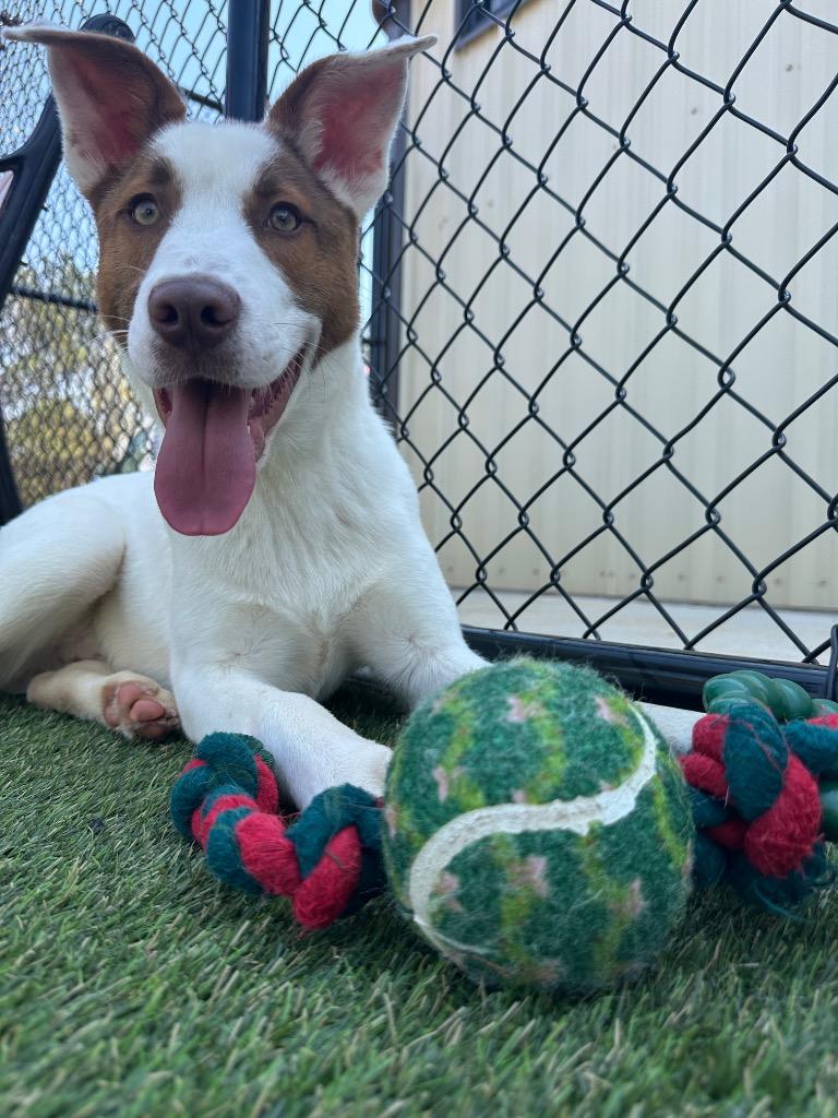 Enlarge Ajax, a Adoptable mixed breed in Lavonia, GA image 2/3