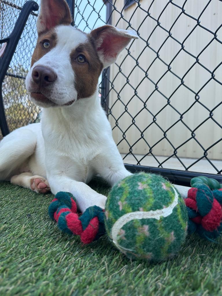 Enlarge Ajax, a Adoptable mixed breed in Lavonia, GA image 3/3
