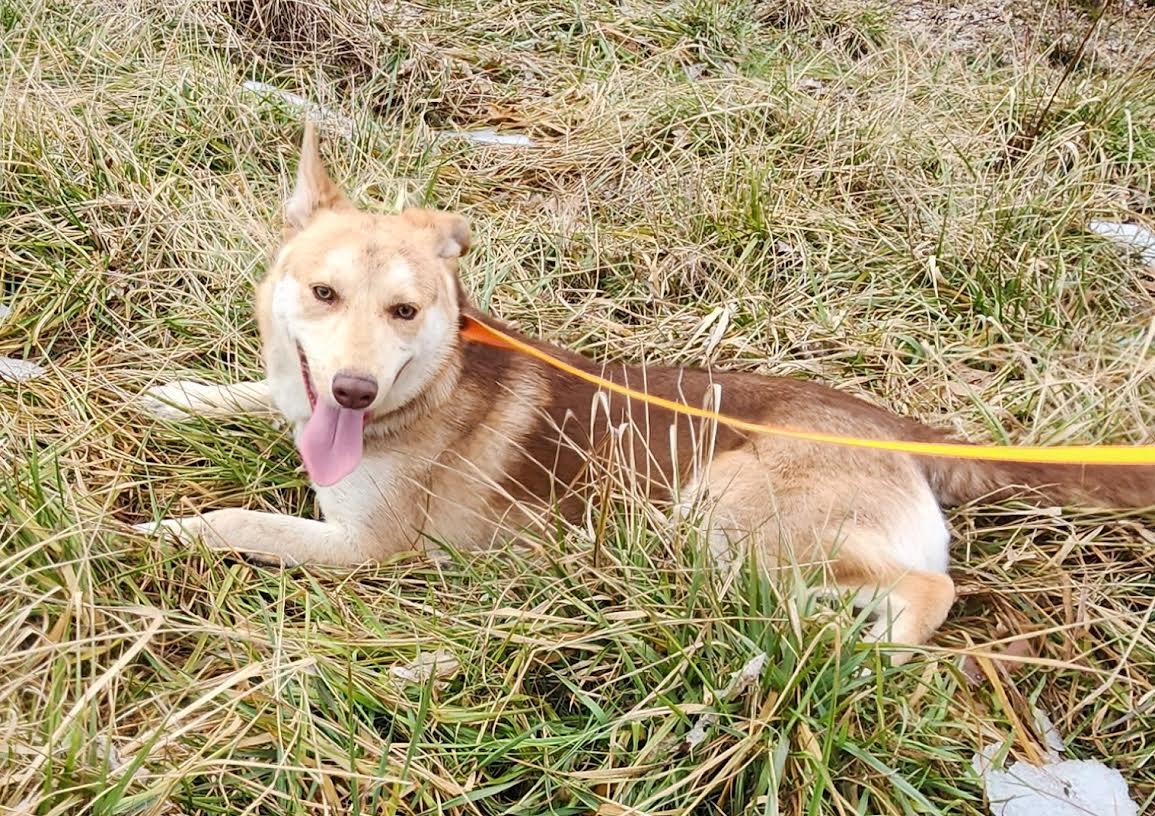 Max, Adoptable, Puppy Male Husky.