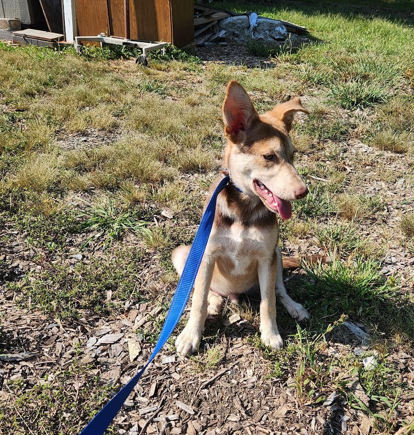 Max, a Adoptable mixed breed in Marshall, AR image 1/5