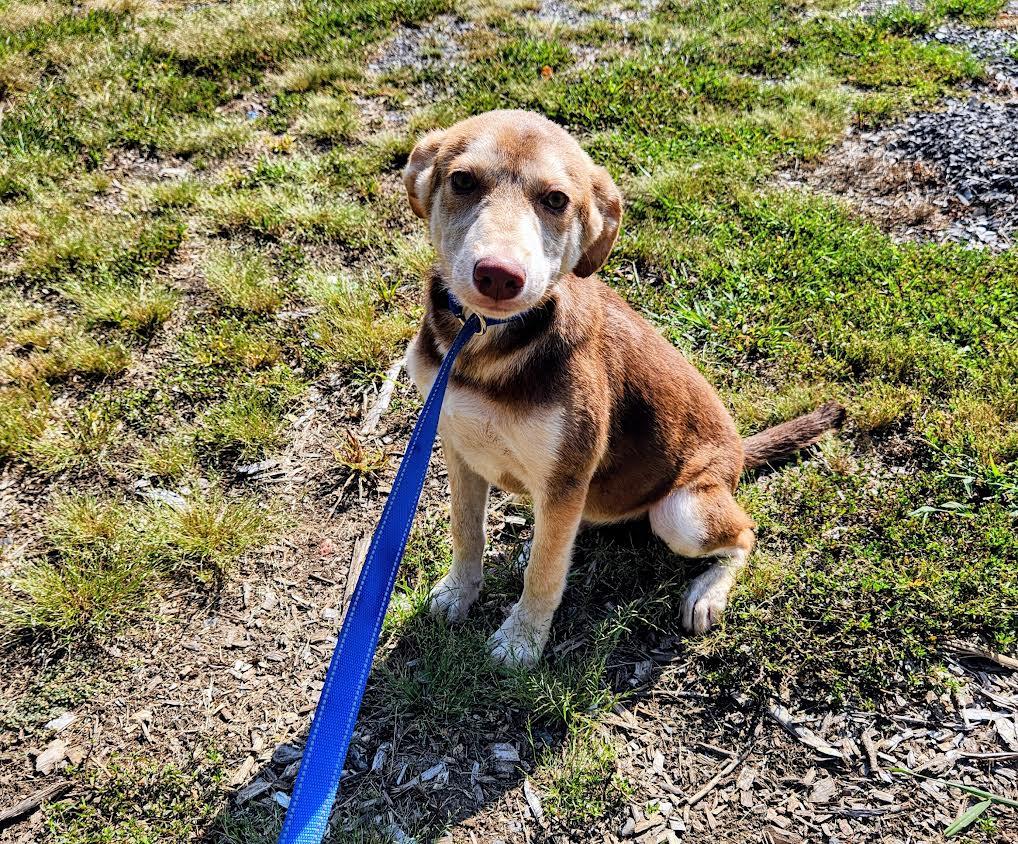 Max, a Adoptable mixed breed in Marshall, AR image 3/5