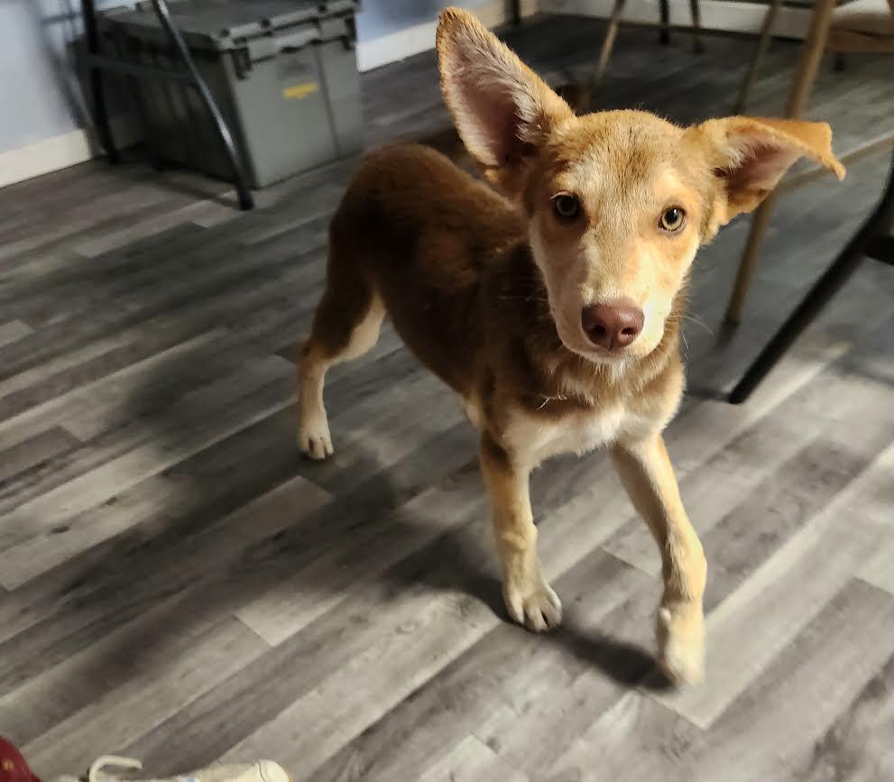 Max, Adoptable, Puppy Male Husky.