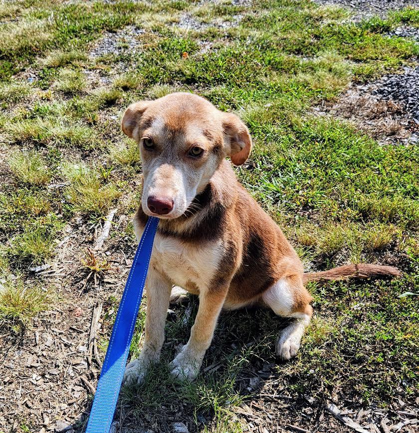Max, a Adoptable mixed breed in Marshall, AR image 2/5
