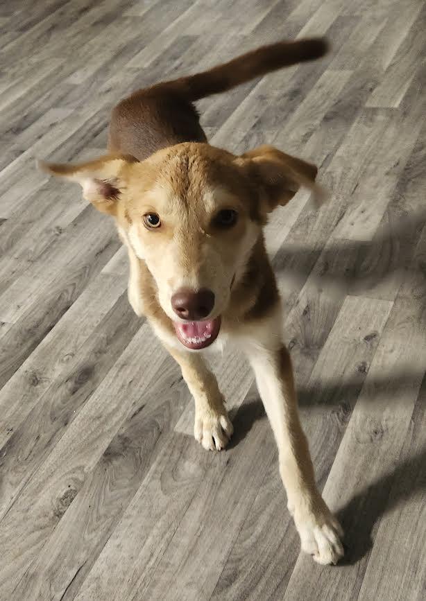 Max, a Adoptable mixed breed in Marshall, AR image 5/5