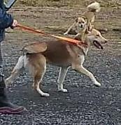 Enlarge Max, a Adoptable mixed breed in Marshall, AR image 6/6