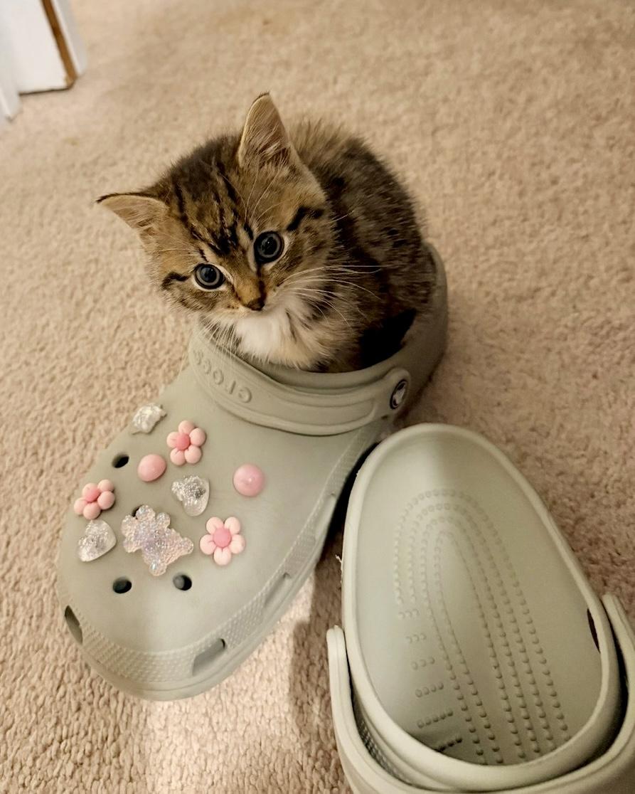 Enlarge Ginny, a ADOPTABLE Tabby in Bethel, CT image 1/6