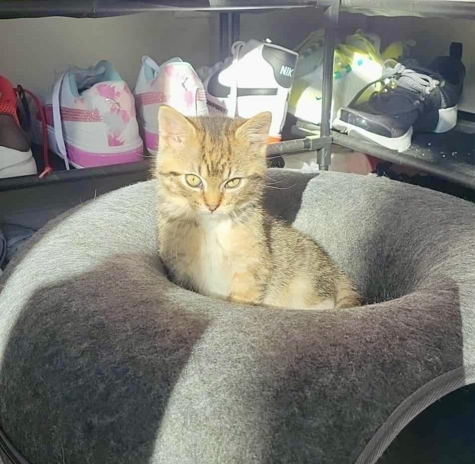 Enlarge Ginny, a ADOPTABLE Tabby in Bethel, CT image 2/6