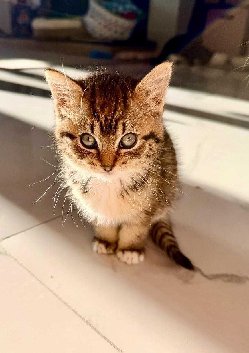 Enlarge Ginny, a ADOPTABLE Tabby in Bethel, CT image 3/6