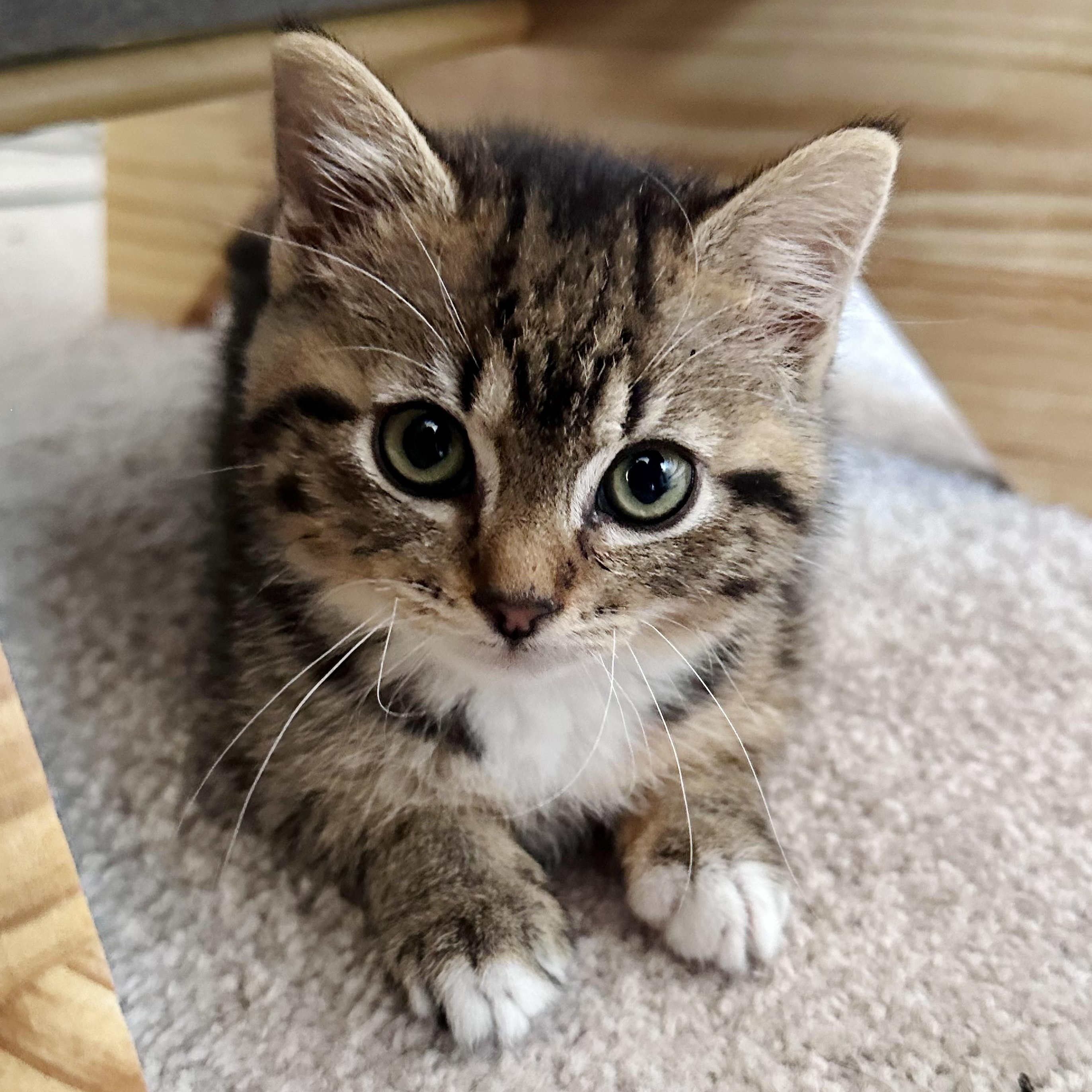 Enlarge Ginny, a ADOPTABLE Tabby in Bethel, CT image 4/6