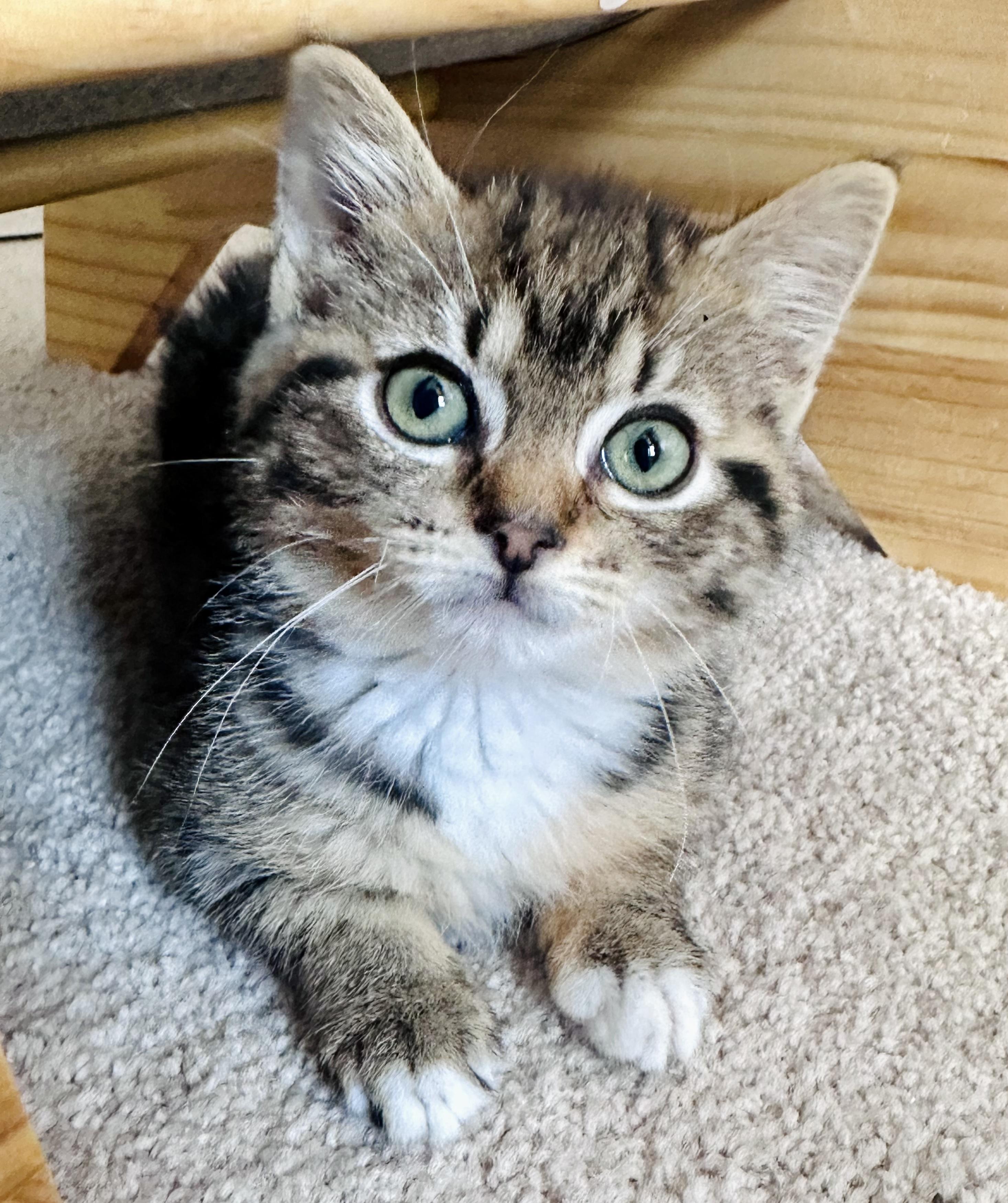 Enlarge Ginny, a ADOPTABLE Tabby in Bethel, CT image 5/6