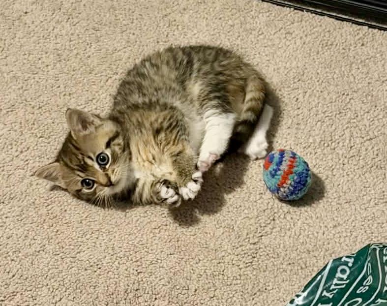 Enlarge Ginny, a ADOPTABLE Tabby in Bethel, CT image 6/6