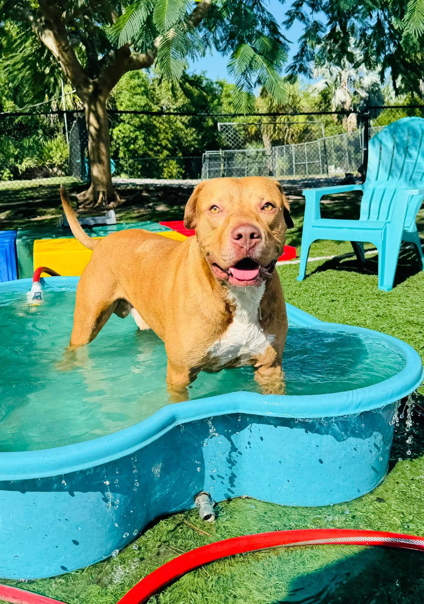 Enlarge Buddy, a Adoptable mixed breed in Palm City, FL image 2/2