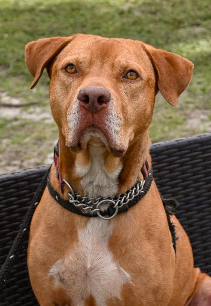 Buddy, Adoptable, Young Male Mixed Breed.
