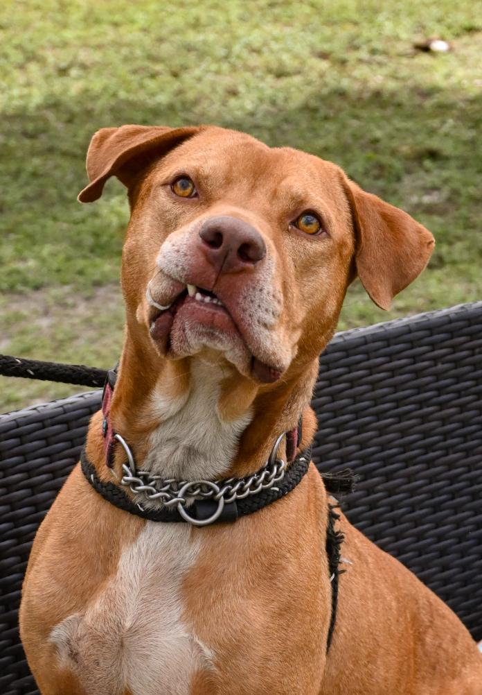 Enlarge Buddy, a Adoptable mixed breed in Palm City, FL image 3/4