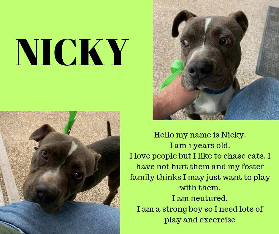 Nicky, Adoptable, Young Male Pit Bull Terrier.