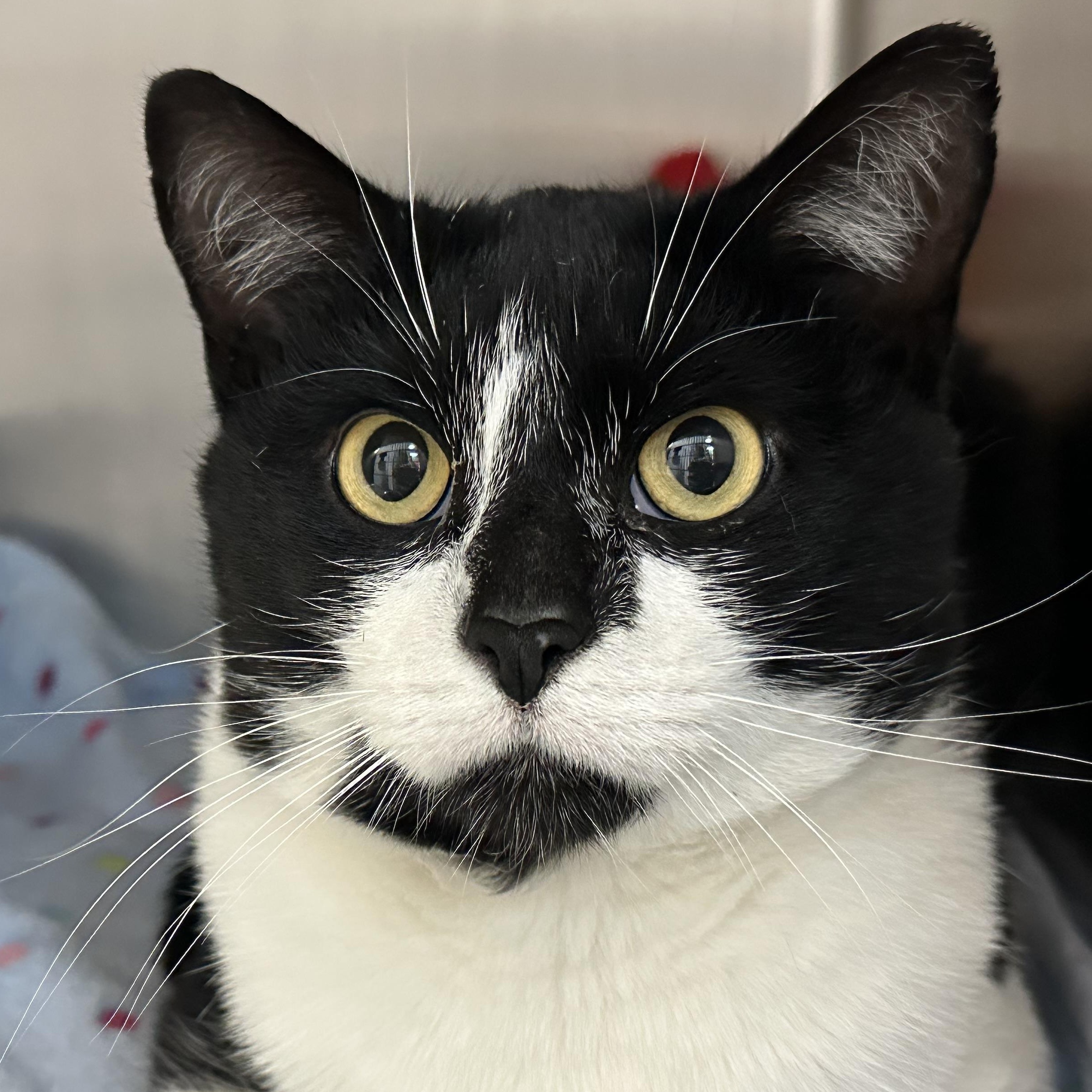 Archer FIV+. Lap Cat, ADOPTABLE, Adult Male Domestic Short Hair.