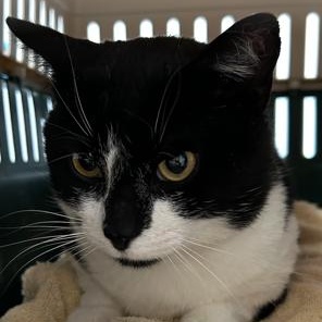 Enlarge Archer FIV+. Lap Cat, a ADOPTABLE Domestic Short Hair in Clifton, NJ image 3/5