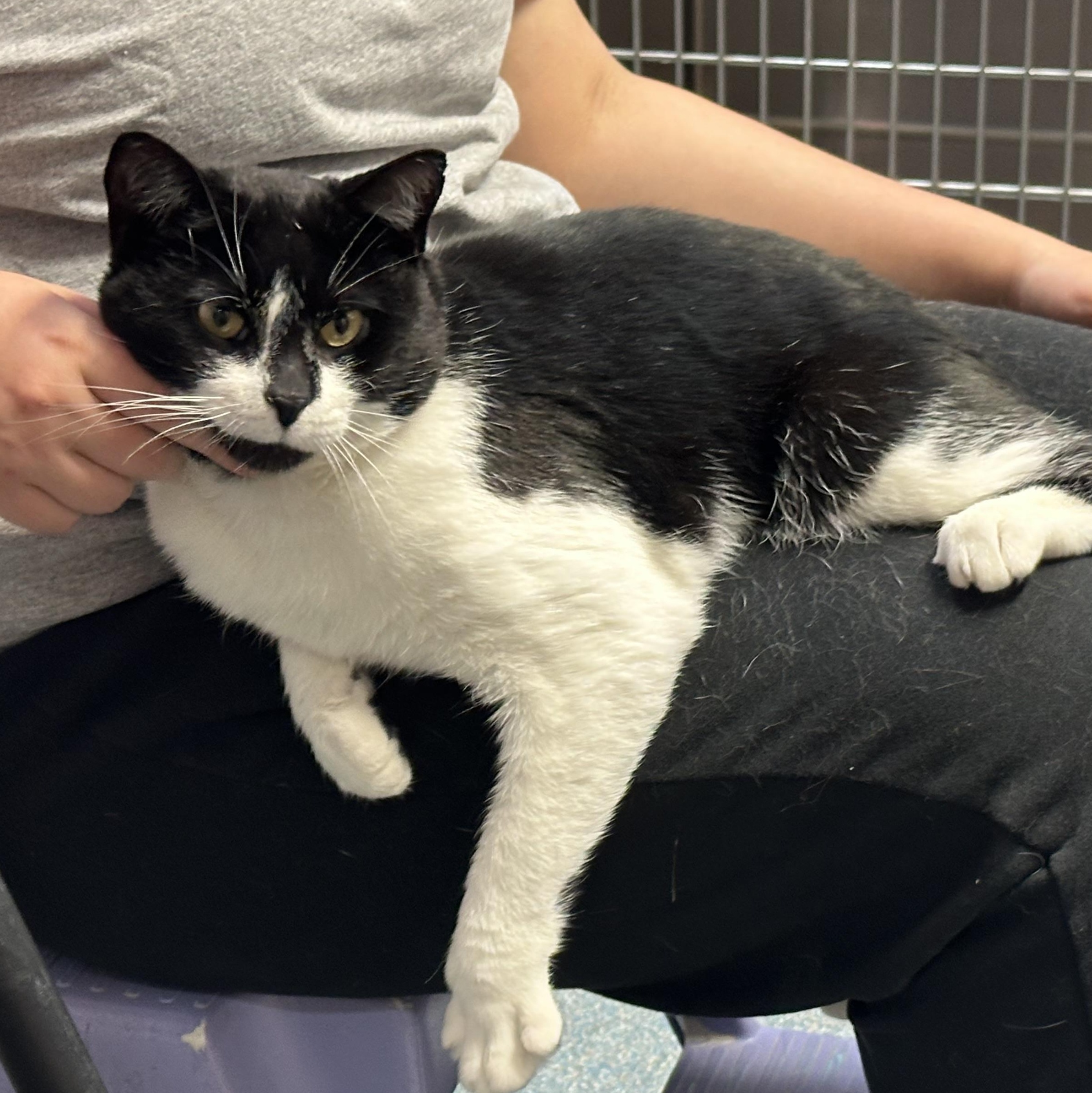 Enlarge Archer FIV+. Lap Cat, a ADOPTABLE Domestic Short Hair in Clifton, NJ image 5/5