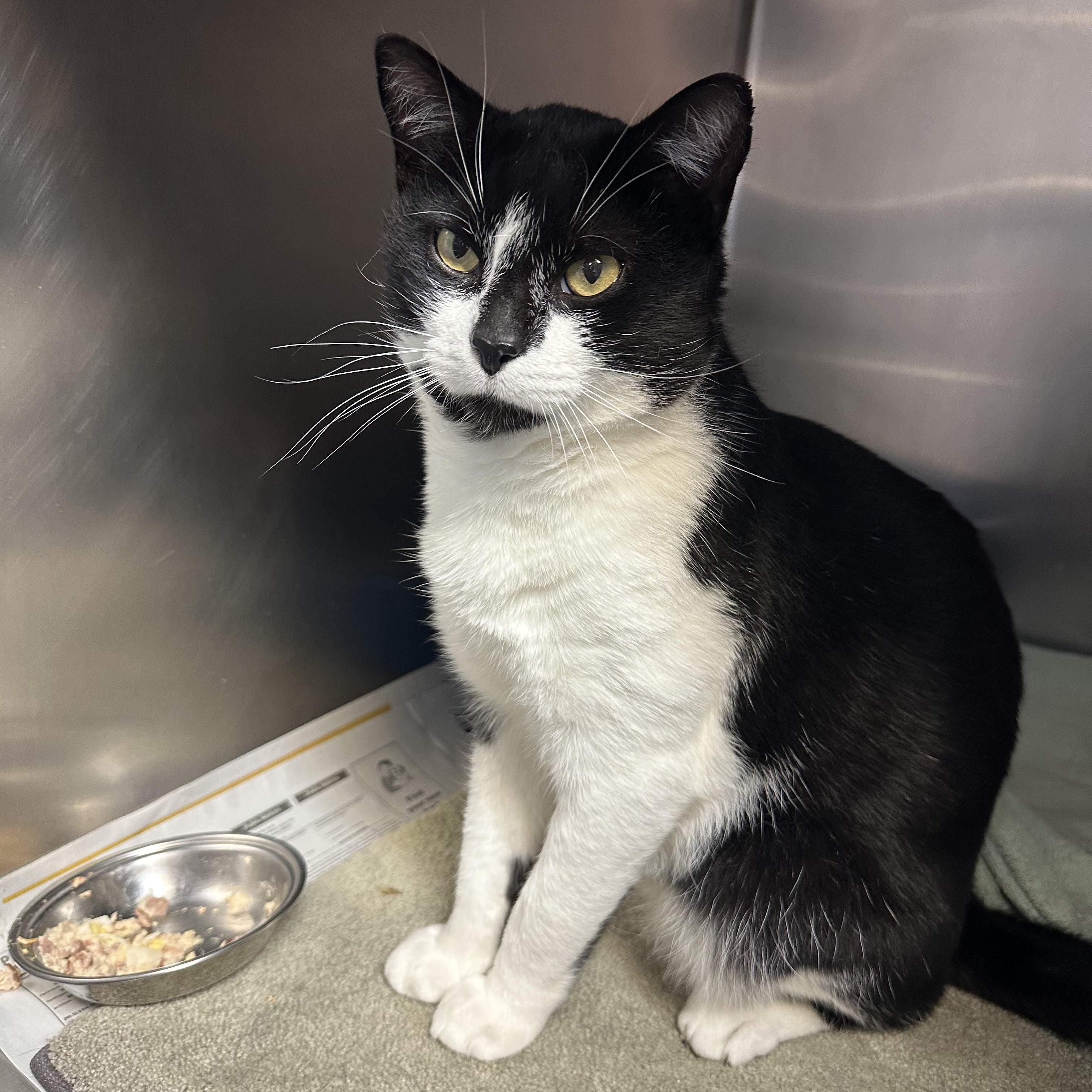 Enlarge Archer FIV+. Lap Cat, a ADOPTABLE Domestic Short Hair in Clifton, NJ image 4/5