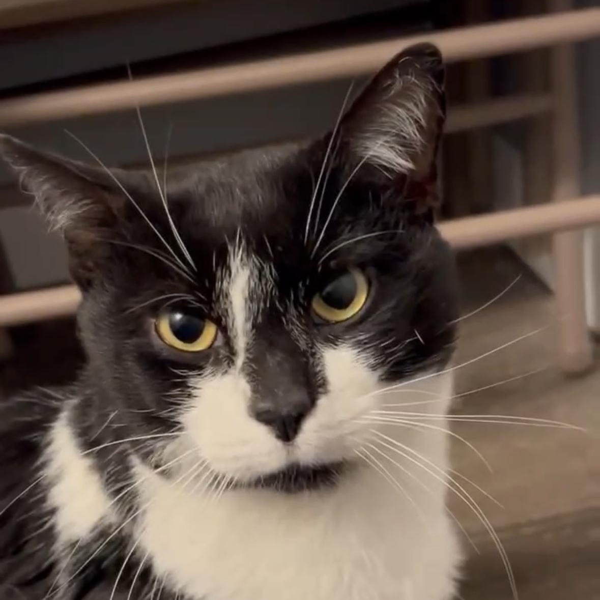 Archer FIV+. Lap Cat, ADOPTABLE, Adult Male Domestic Short Hair.