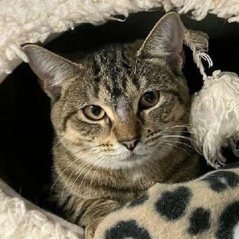 Zara, a Adoptable Domestic Short Hair in Warwick, RI image 2/2