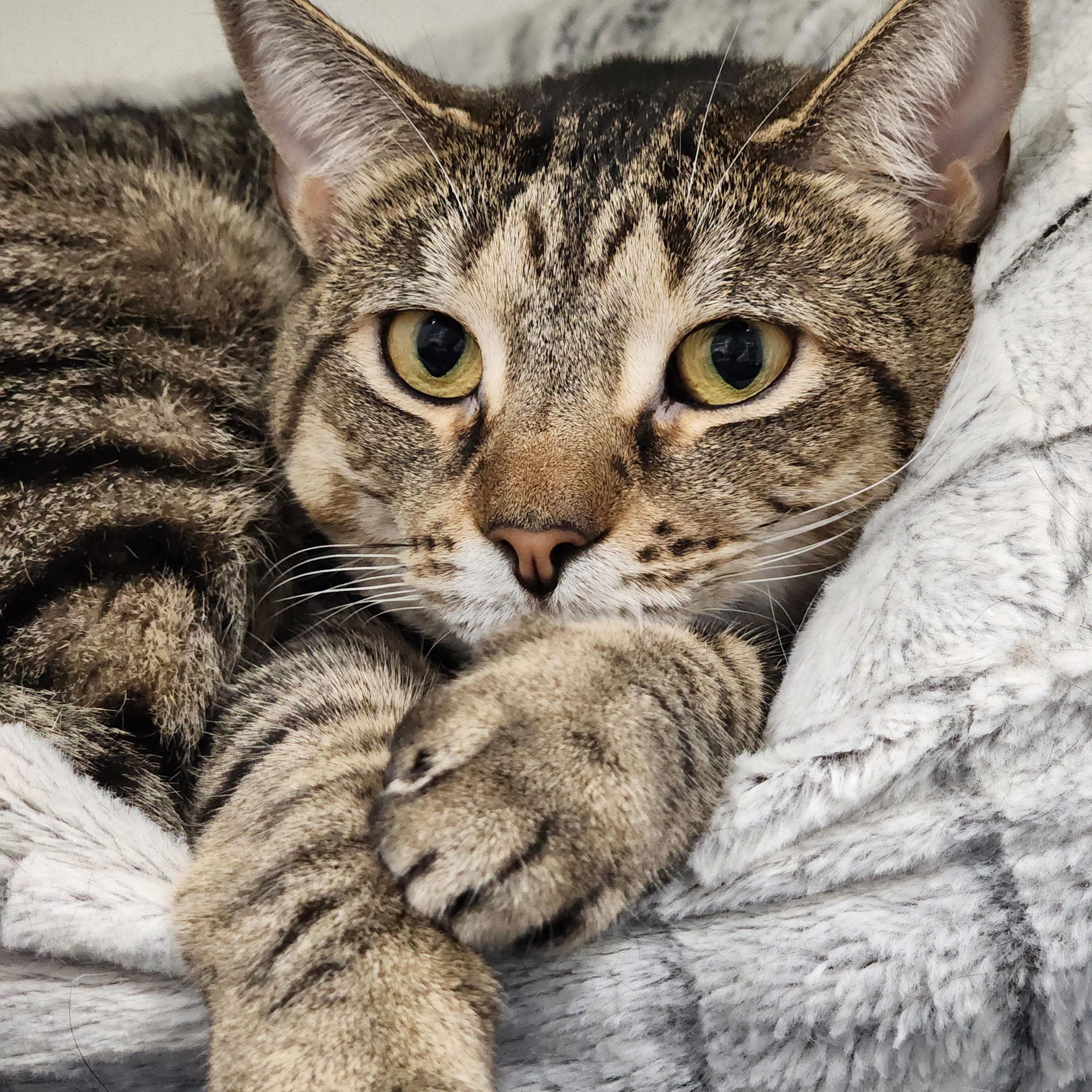 Zara, a Adoptable Domestic Short Hair in Warwick, RI image 1/2