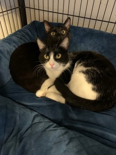 Enlarge Sylvie, a Adoptable Domestic Short Hair in Spring, TX image 1/5
