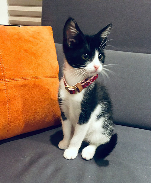 Enlarge Sylvie, a Adoptable Domestic Short Hair in Spring, TX image 2/5
