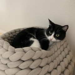 Enlarge Sylvie, a Adoptable Domestic Short Hair in The Woodlands, TX image 1/5