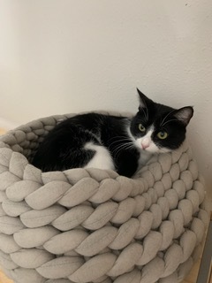 Enlarge Sylvie, a Adoptable Domestic Short Hair in Spring, TX image 3/5