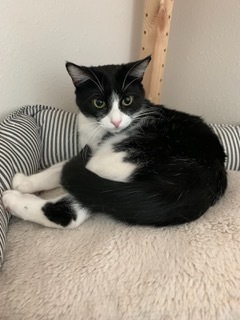 Enlarge Sylvie, a Adoptable Domestic Short Hair in Spring, TX image 4/5