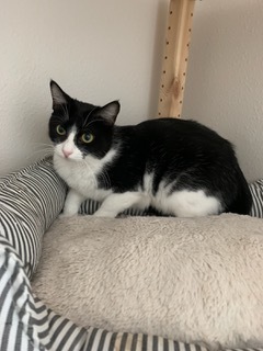 Enlarge Sylvie, a Adoptable Domestic Short Hair in Spring, TX image 5/5