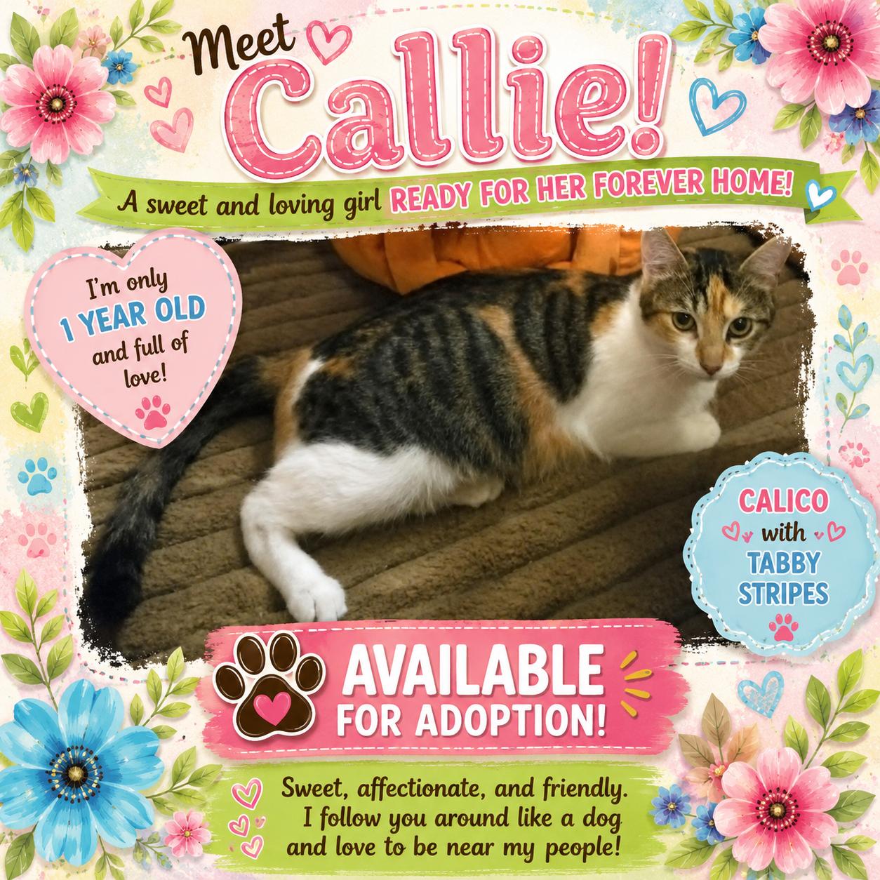 Callie - Tabico, a ADOPTABLE mixed breed in Taylor Mill, KY image 1/3