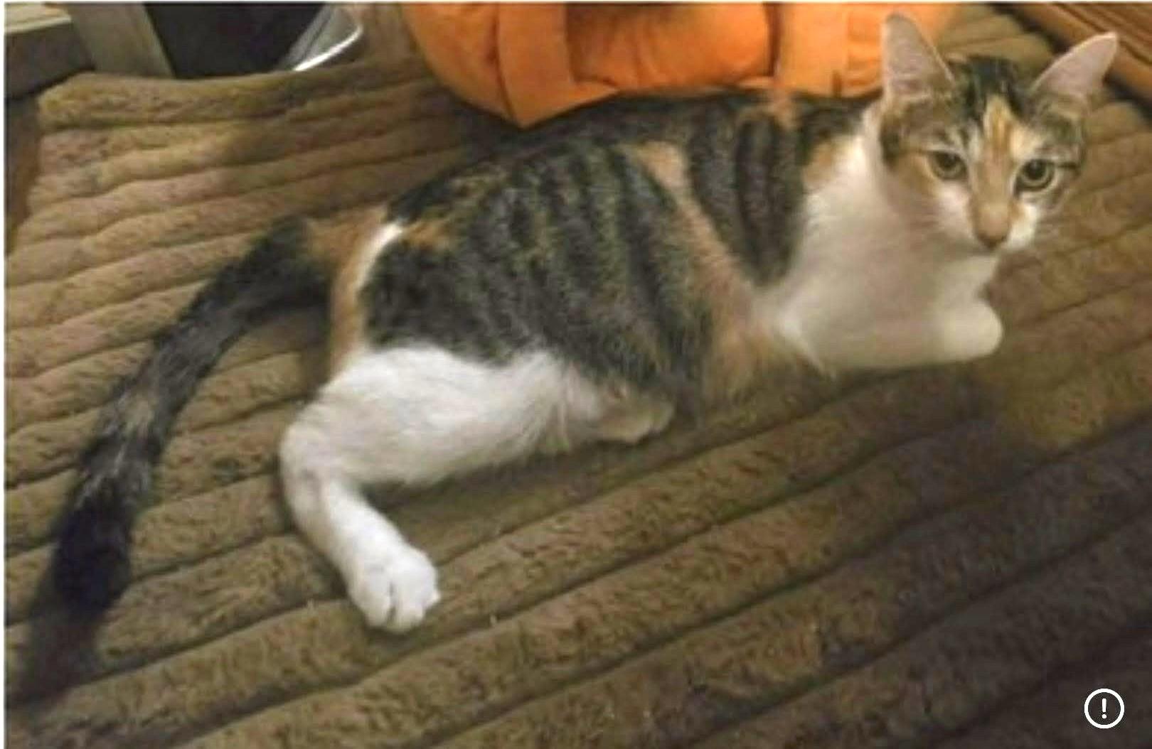 Callie - Tabico, a ADOPTABLE mixed breed in Taylor Mill, KY image 2/3