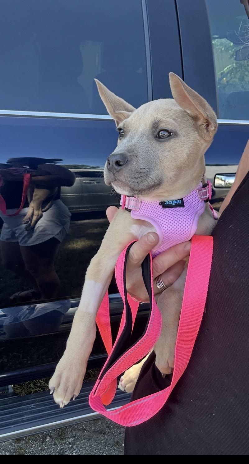 Enlarge Beta Boo- sweetest girl looking for loving home., a Adoptable Mixed Breed in Fort Wayne, IN image 2/5