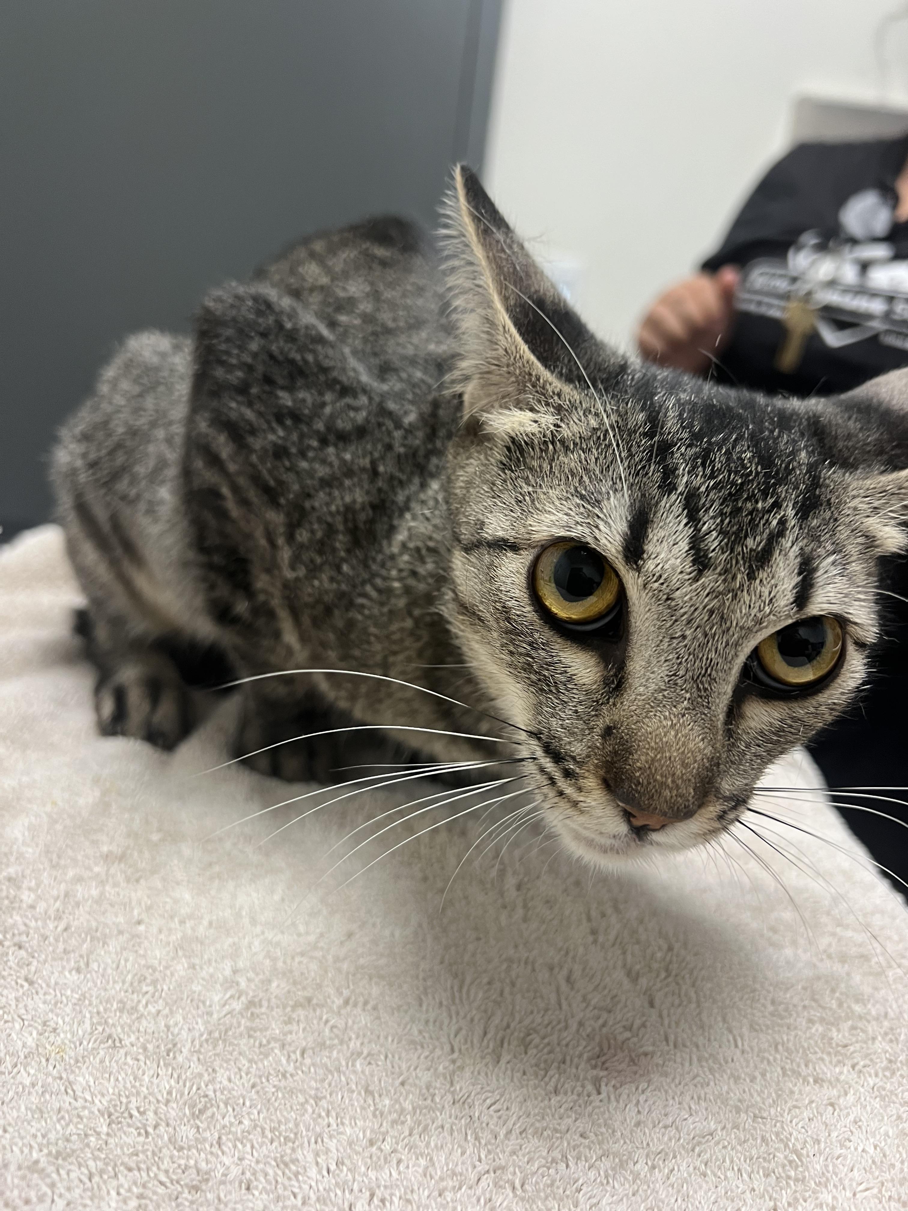 Enlarge Katniss, a Adoptable mixed breed in Chico, CA image 1/1
