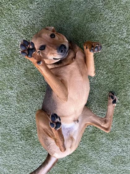 Shadow, Adoptable, Puppy Male Mixed Breed & Mixed Breed.