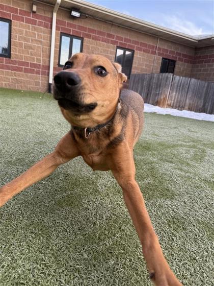 Enlarge Shadow, a Adoptable mixed breed in Hutchinson, KS image 2/3