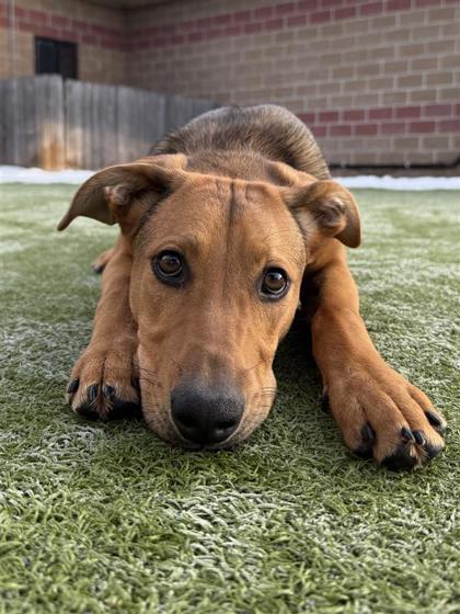 Enlarge Shadow, a Adoptable mixed breed in Hutchinson, KS image 3/3