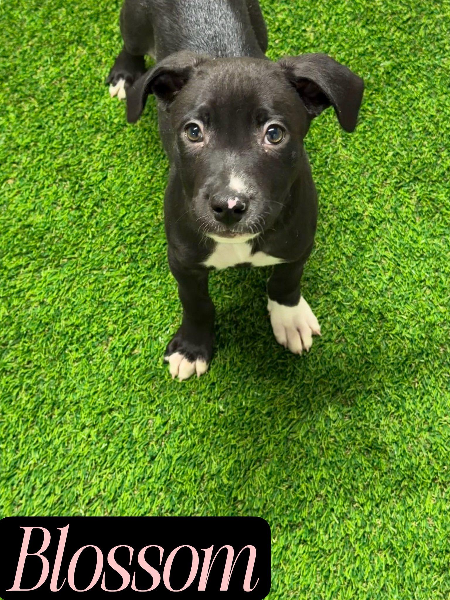 Enlarge Blossom, a Adoptable mixed breed in Hewitt, NJ image 1/2